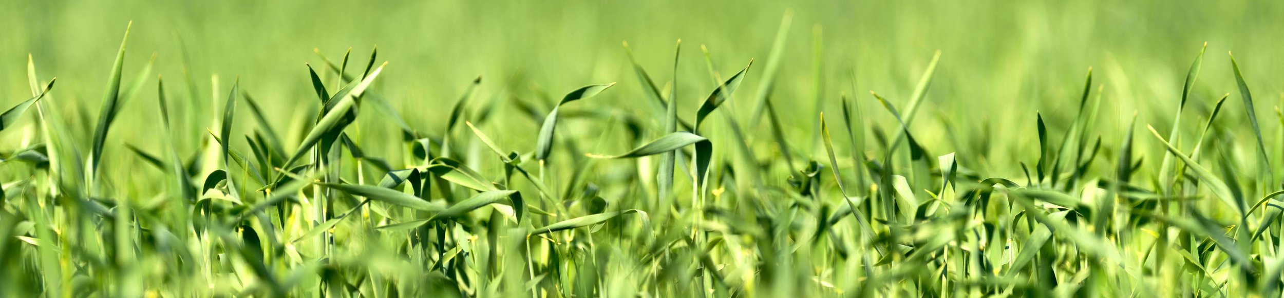 A fin de tener las mejores condiciones a largo plazo para cultivar legumbres y otras plantas, Cono Agriculture presta atención a la sustentabilidad desde el principio hasta el fin del proceso.