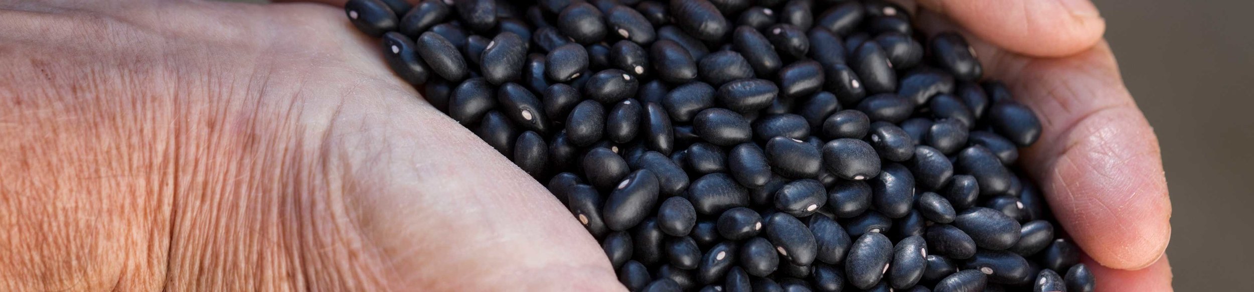 For several years now, Cono has focused on growing and processing black beans.