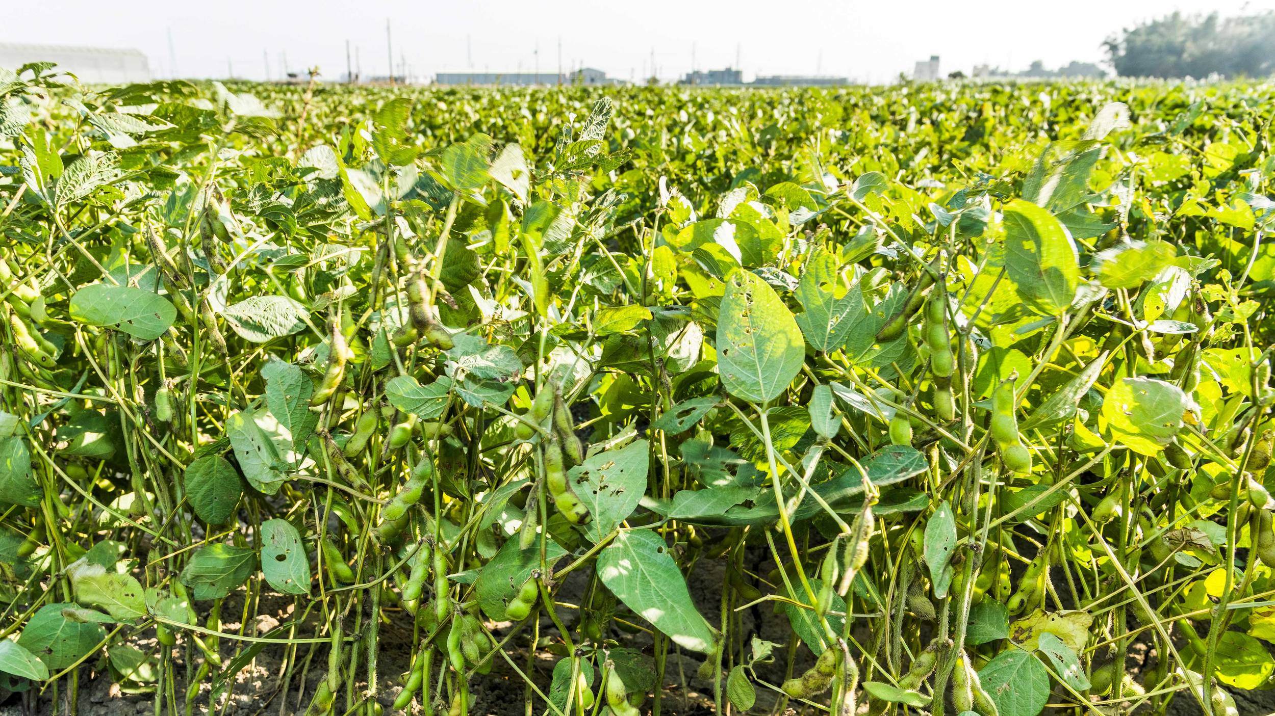 Black beans in the field In the north of Argentina there are ideal conditions for growing black beans.