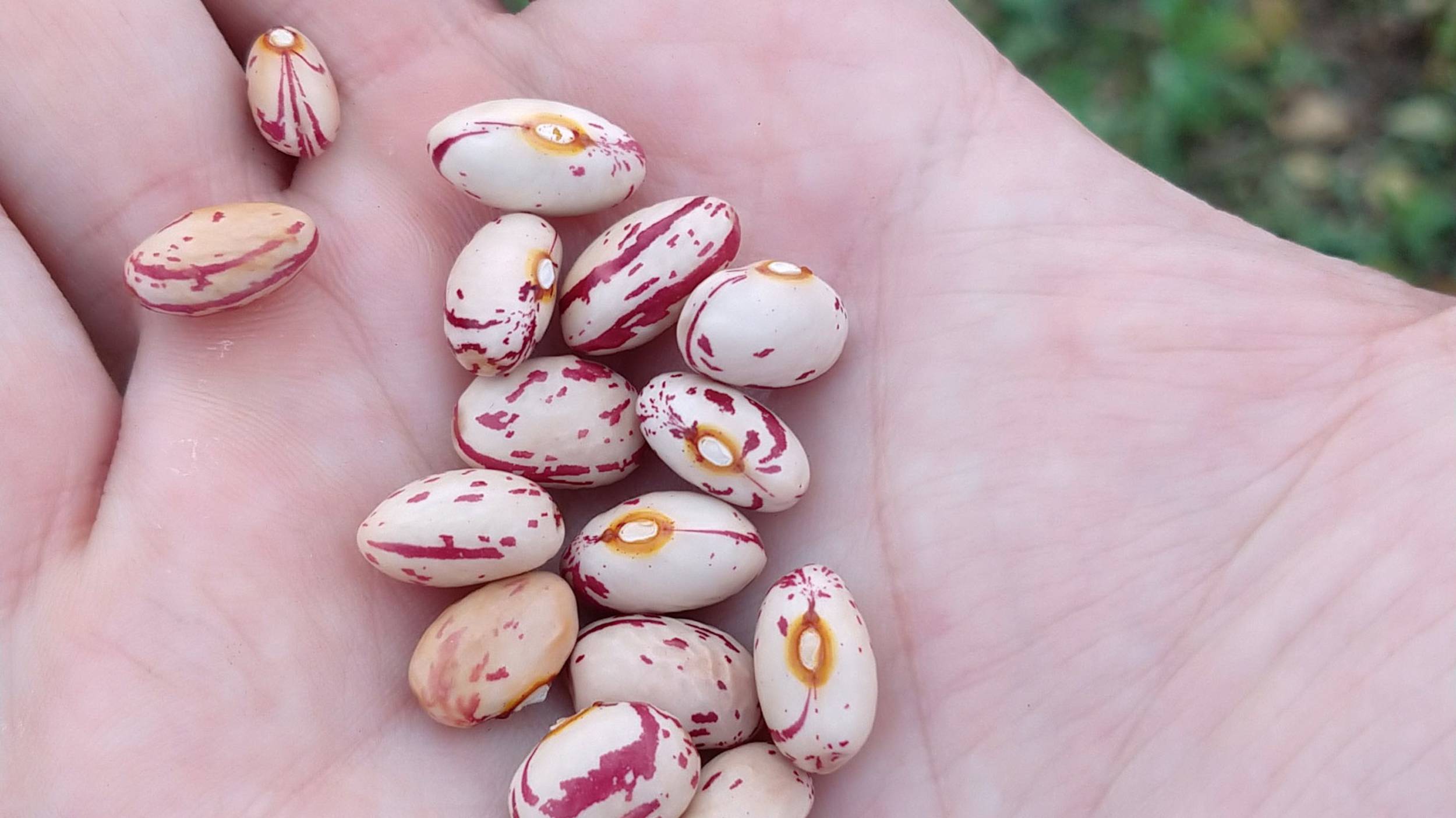 Like many other pulses, cranberry beans contain a high proportion of protein, dietary fibre and iron and are low in fat and sodium.