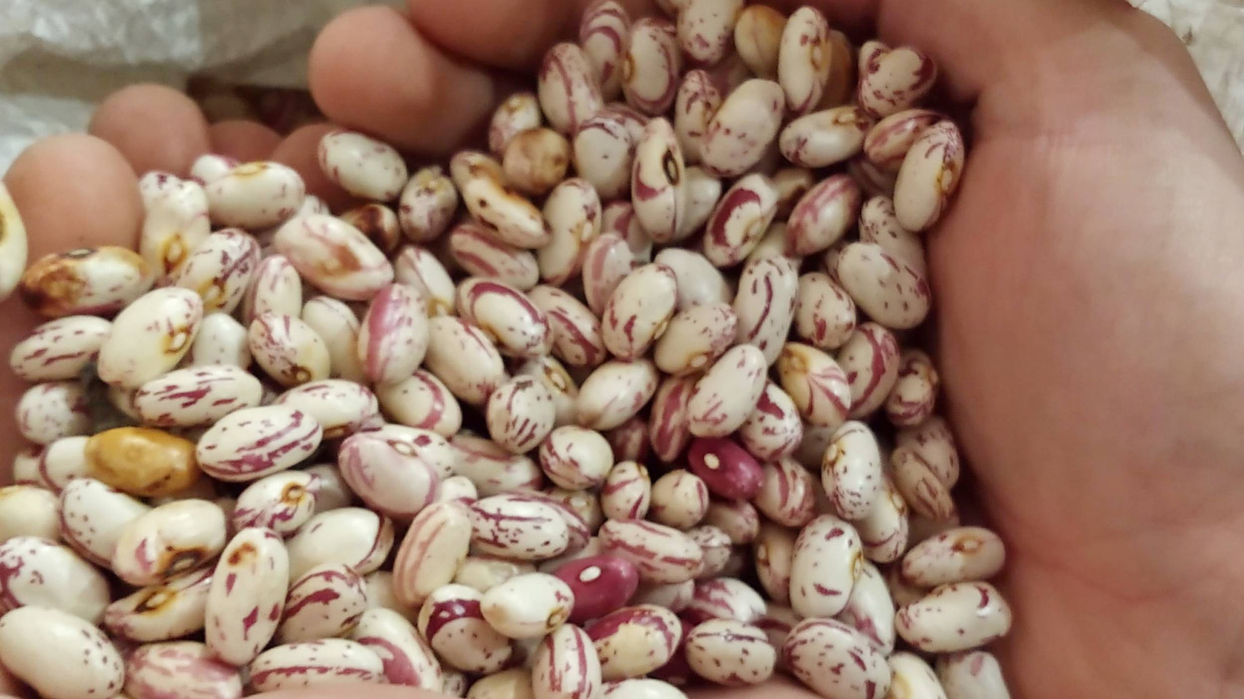 Un puñado de porotos pintos Los porotos pintos tienen un sabor suave, ligeramente dulce y con un dejo a nuez.