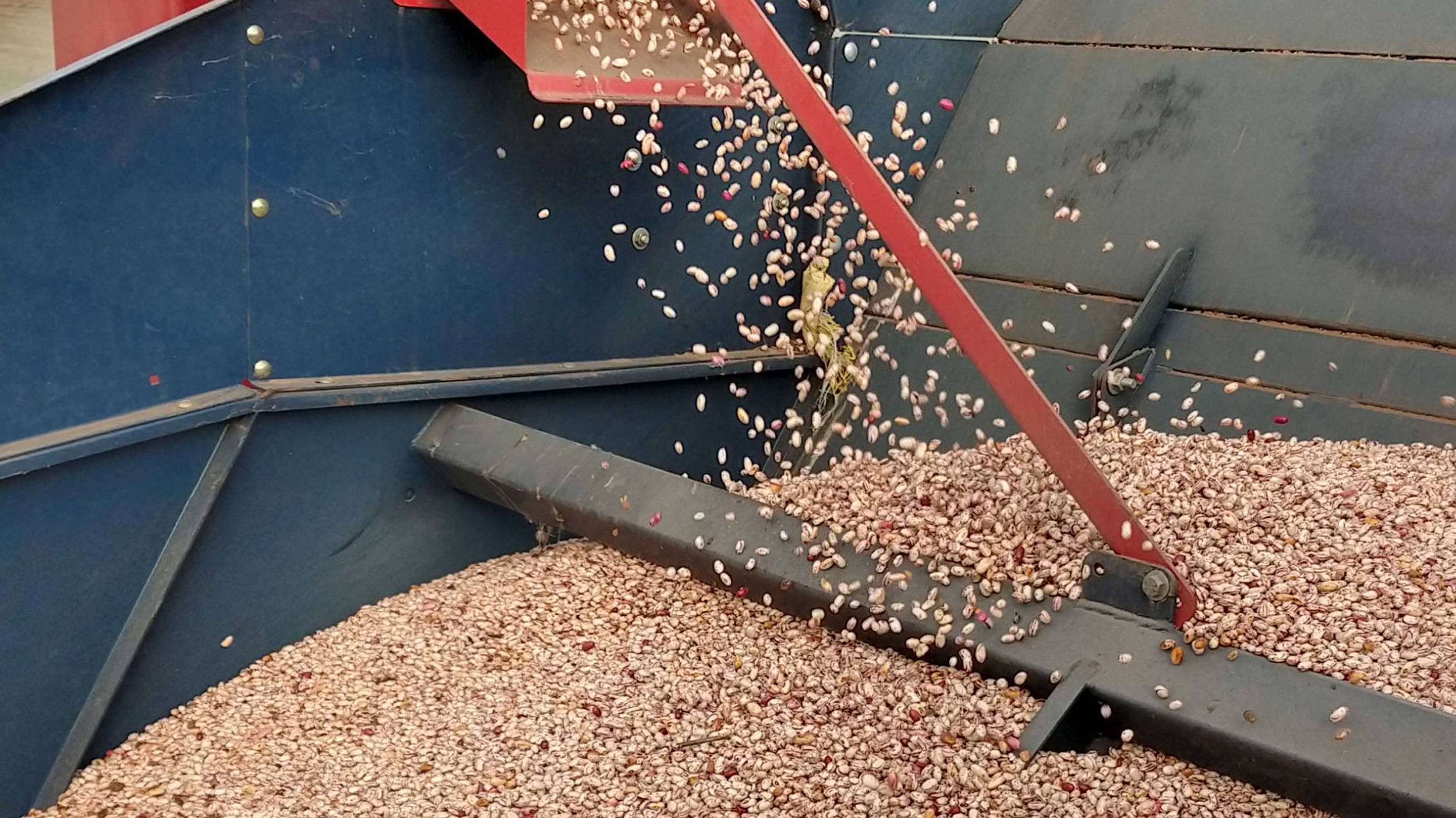 When processing cranberry beans, Cono pays attention to consistently high quality.
