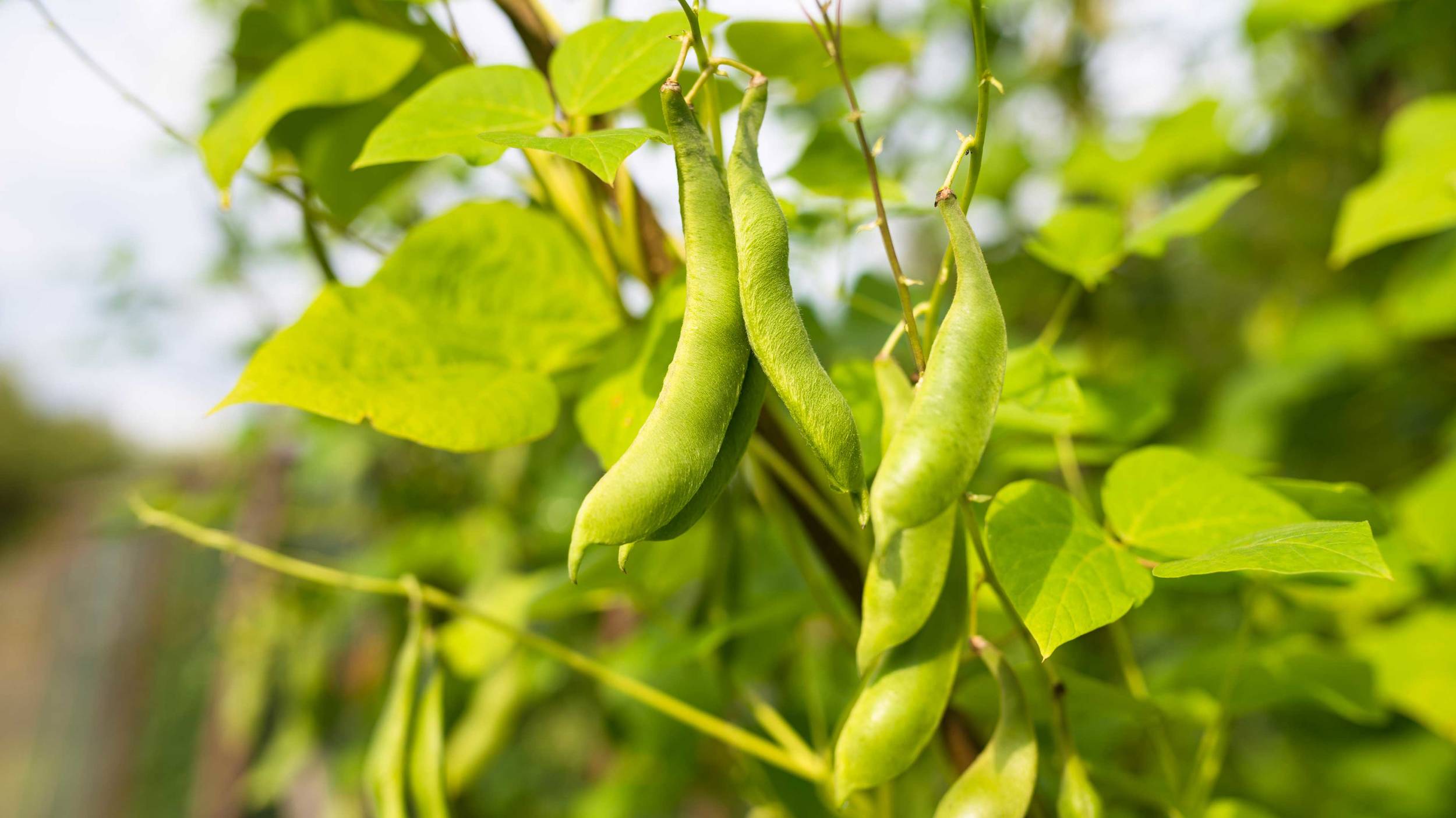 Red kidney beans are thought to have originated in Peru in South America.