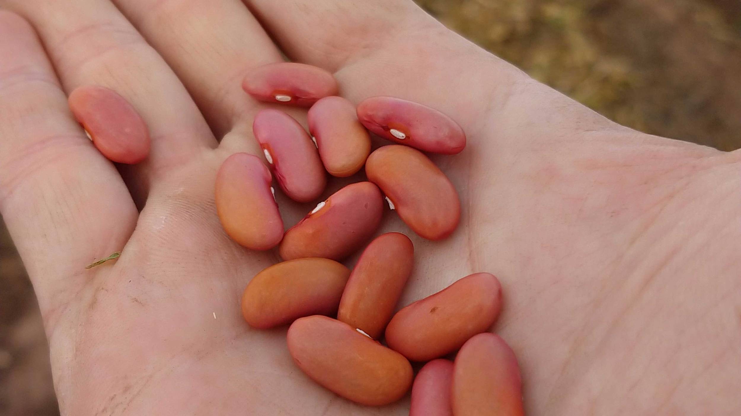 Un puñado de porotos arriñonados rojo claro Los porotos arriñonados rojo blanco son una rica fuente de proteínas de origen vegetal, una excelente fuente de fibra, y son naturalmente bajos en grasas y sodio.