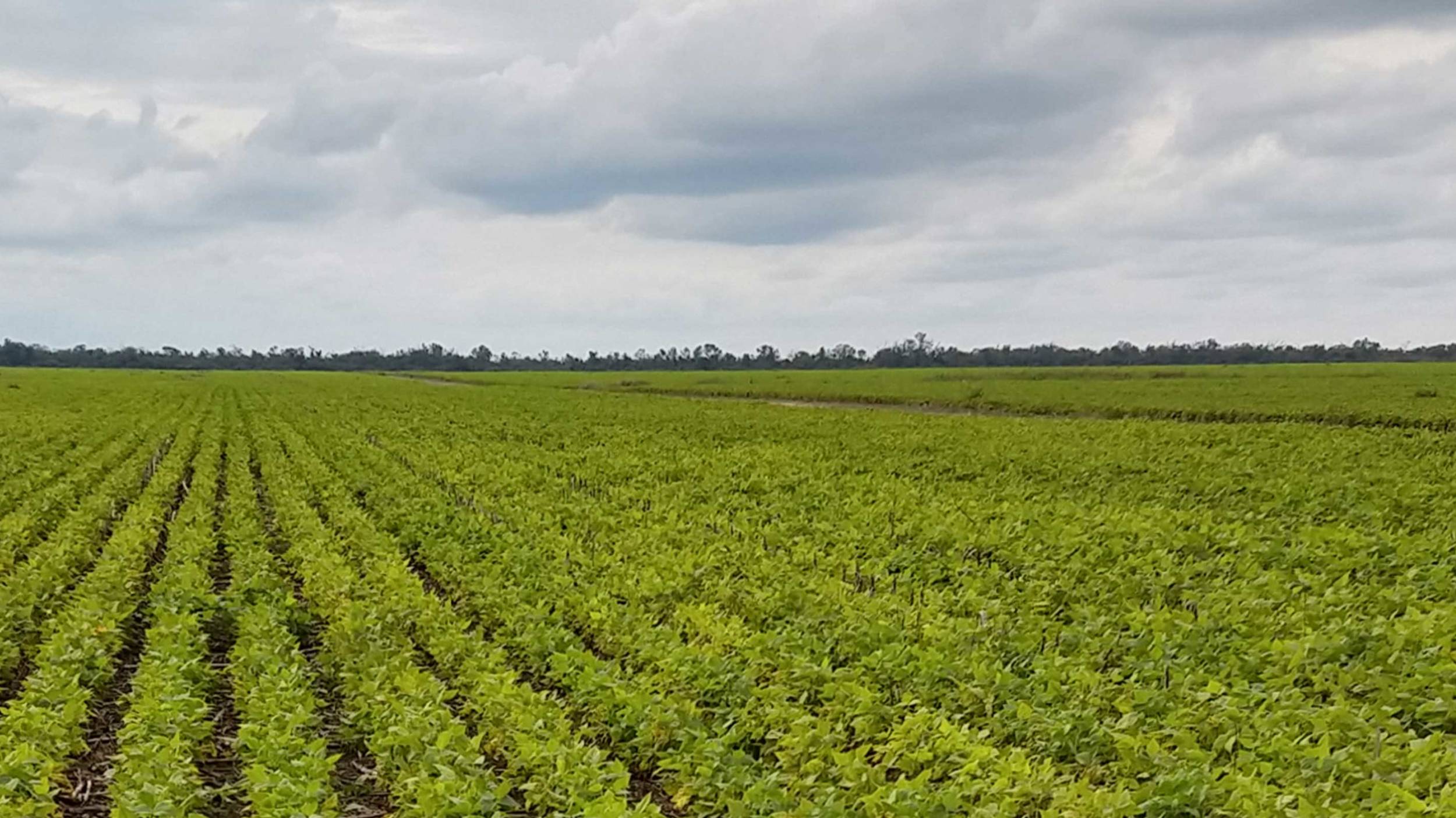 Porotos arriñonados rojo claro en el campo Las condiciones de cultivo en Argentina son idóneas para los porotos arriñonados rojo claro.