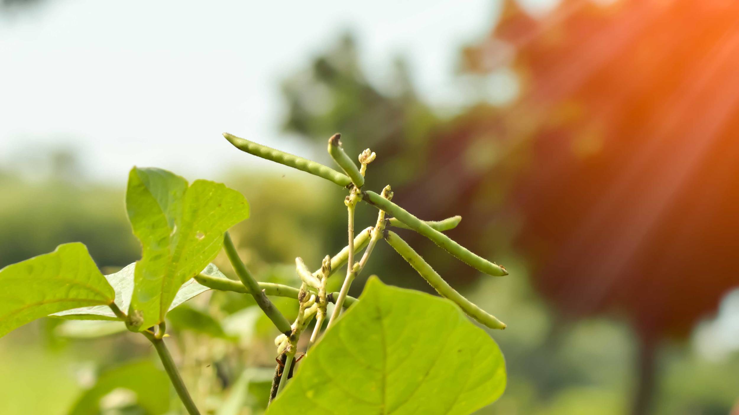 Sustainably grown mung beans Cono uses sustainable methods when growing mung beans.