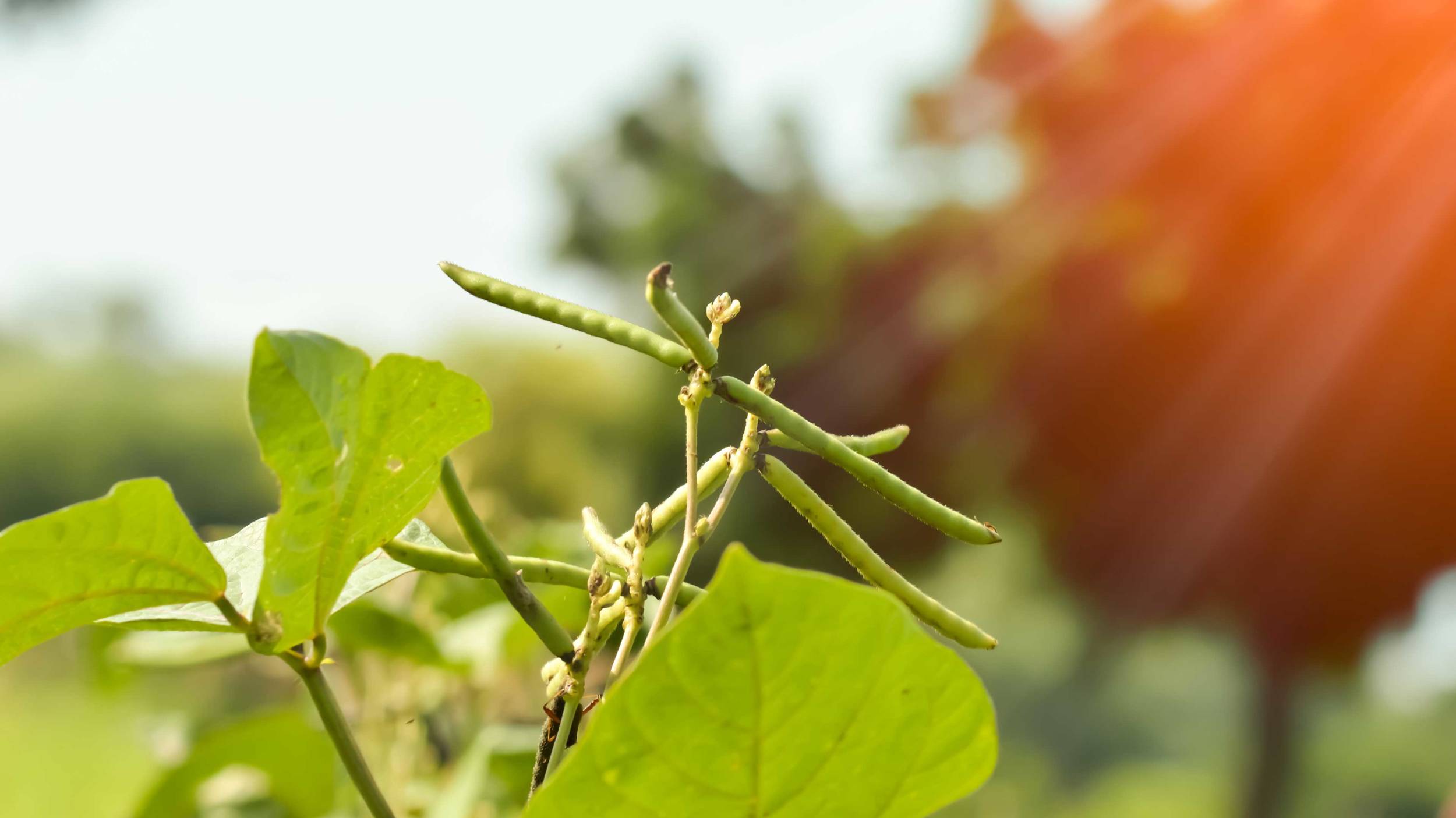 Cono emplea métodos sustentables a la hora de cultivar sus porotos mung.