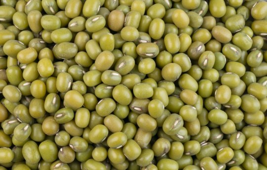 Mung beans are an excellent source of dietary fibre, plant protein, carbohydrates and iron, and are packed with many vitamins and minerals. 