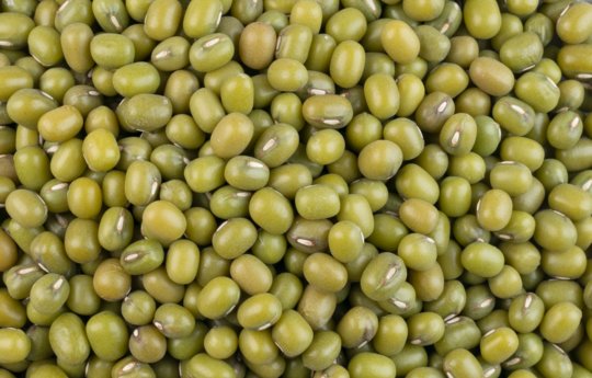 Mung beans are an excellent source of dietary fibre, plant protein, carbohydrates and iron, and are packed with many vitamins and minerals. 