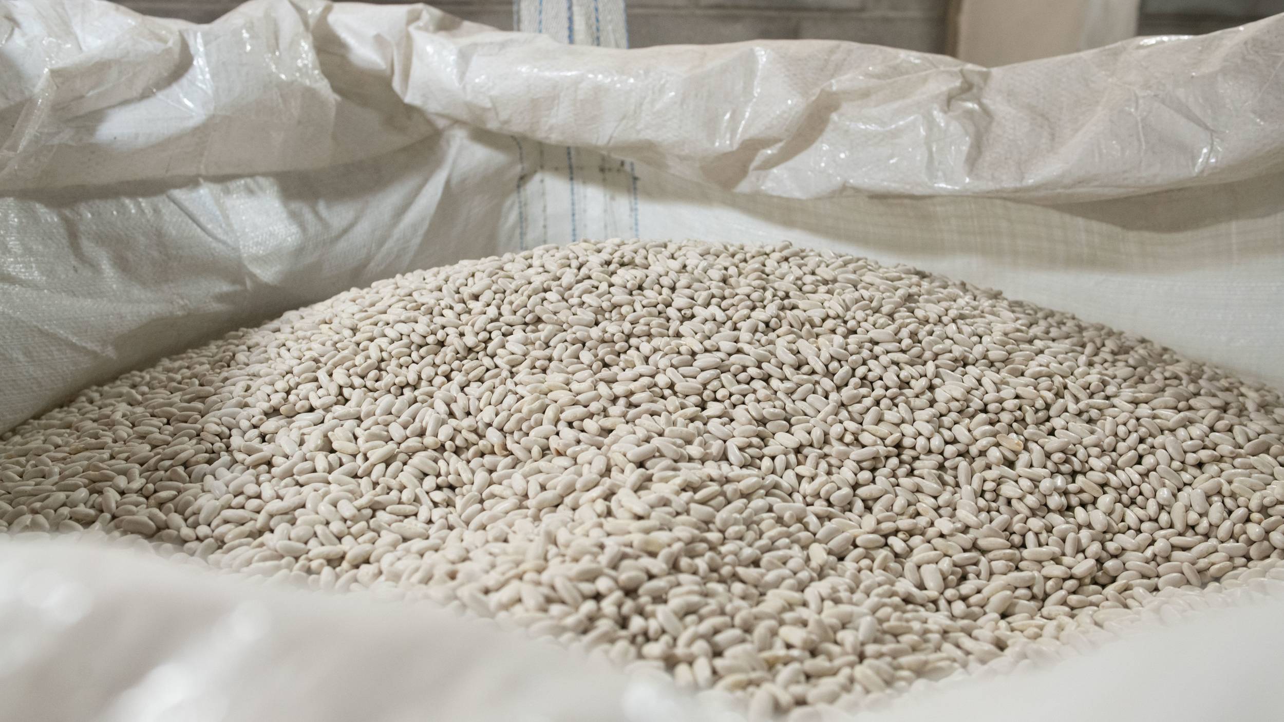 High-quality alubia beans Cono grows white kidney beans as a summer crop, deploying technical know-how to achieve consistently high-quality results.