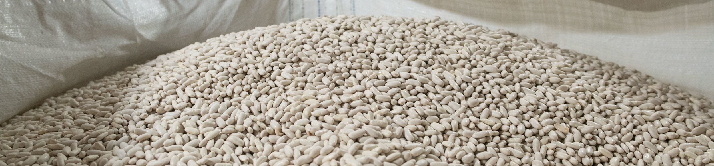 Cono grows white kidney beans as a summer crop, deploying technical know-how to achieve consistently high-quality results. 