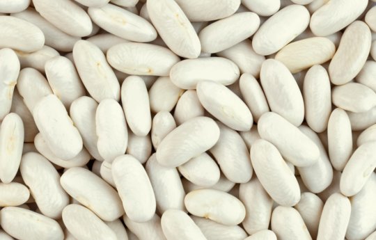 Because of their distinct shape, cannellini beans are also referred to as white kidney beans.