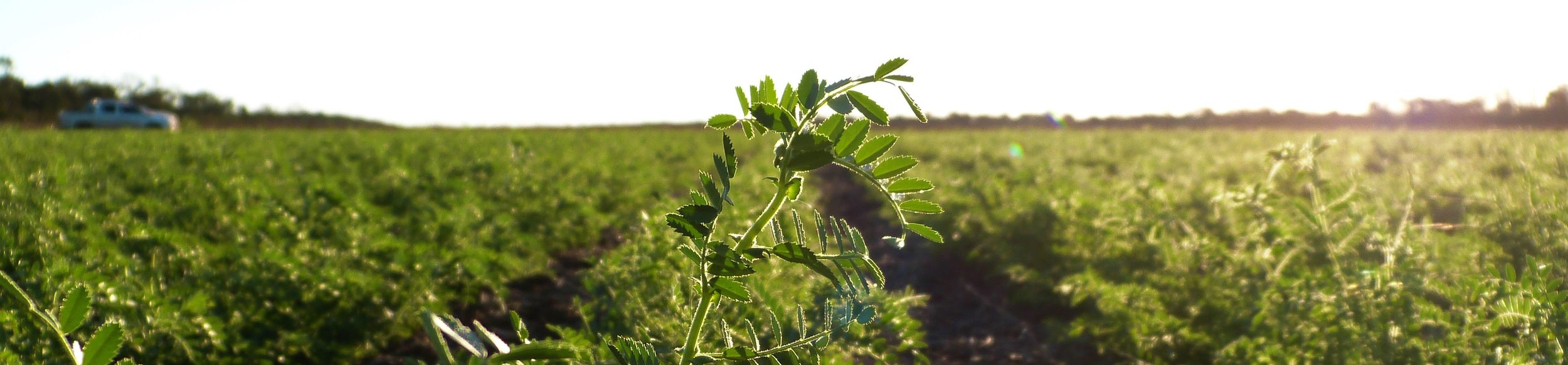 Chickpeas are one of the earliest cultivated legumes in the world.