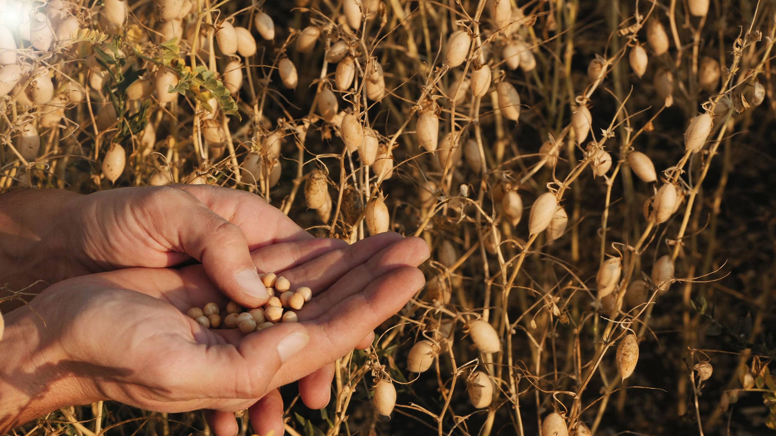 Cono has been growing high-quality chickpeas for many years and has a wealth of experience and technical know-how. 