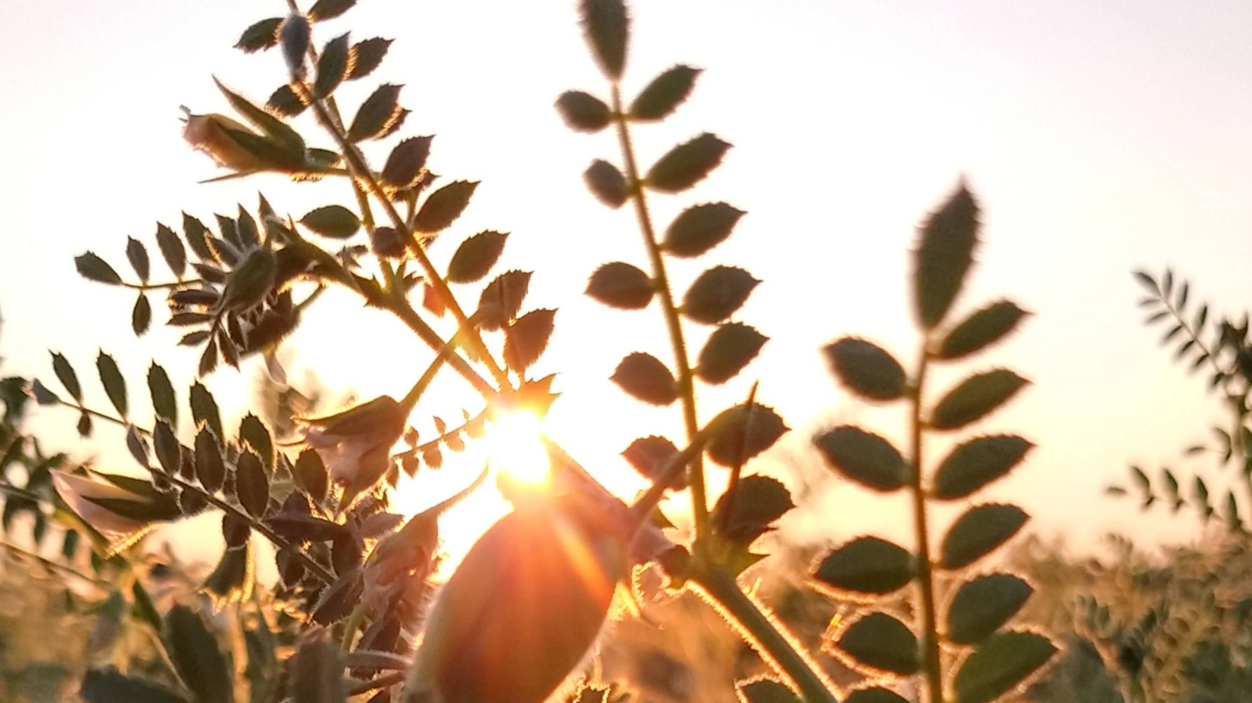 Sustainably grown chickpeas Sustainable cultivation methods are extremely important to Cono.