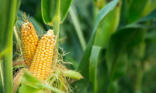 Cono grows semi-dent corn, non-GMO flint corn, and non-GMO popcorn using sustainable corn cultivation techniques.