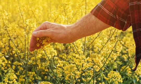 Rapeseed is an essential crop which is used in many different areas as edible oil, biodiesel, lubricant, and cattle feed.