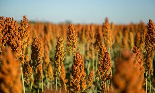 Cono offers non-GMO sorghum for the production of sorghum flour as well as animal feed.