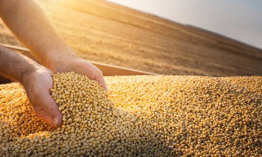 Globally important, the widely grown soybeans are rich in oil and protein.