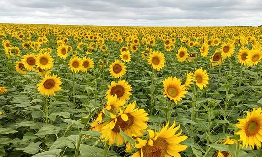 Cono ofrece semillas de girasol no modificadas genéticamente y de tipo aceitero.