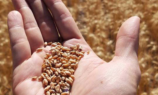 El trigo es el cereal cultivado más ampliamente y uno de los granos favoritos de todo el mundo debido a sus innumerables usos.