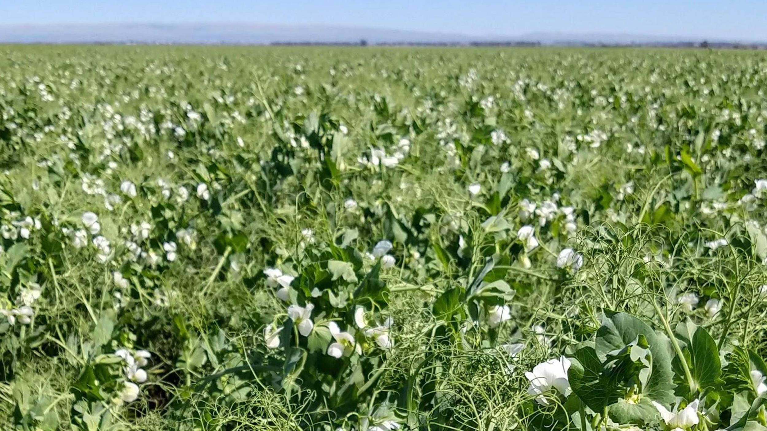 Argentina cuenta con las condiciones perfectas para cultivar arvejas.