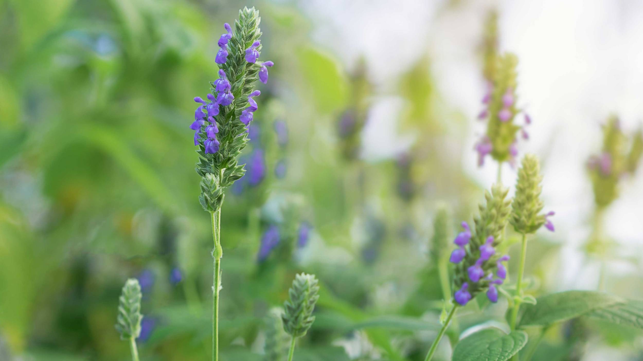 Chia plant Cono is a major producer and exporter of sustainably grown chia seeds.