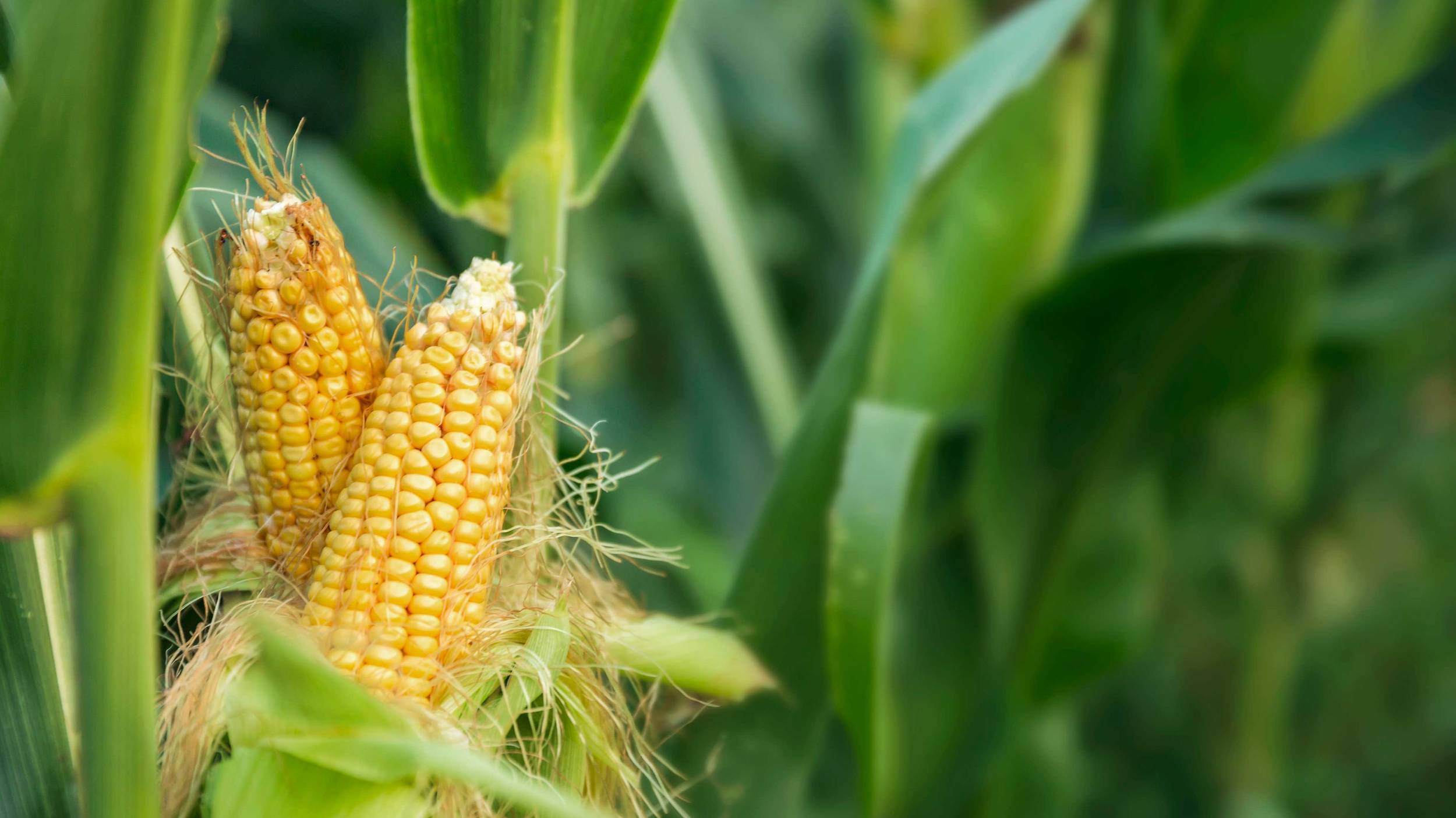 Cono es el socio de cultivos en el que pueden confiar los clientes para recibir palomitas de maíz producidas sustentablemente.