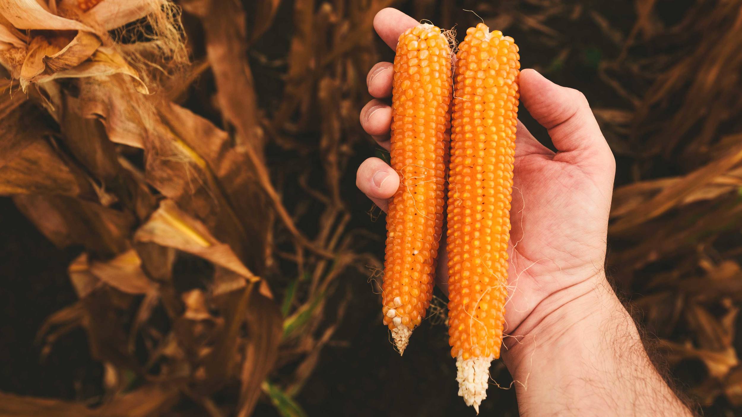 Cosecha de maíz para palomitas Las palomitas, a diferencia de otros tipos de maíz, tienen un pericarpio o cáscara más gruesa.