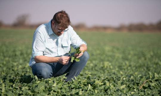 Los agrónomos de Cono prestan apoyo técnico durante todo el año para ayudar a sus socios a cultivar con más rentabilidad pero también con una mayor sustentabilidad.