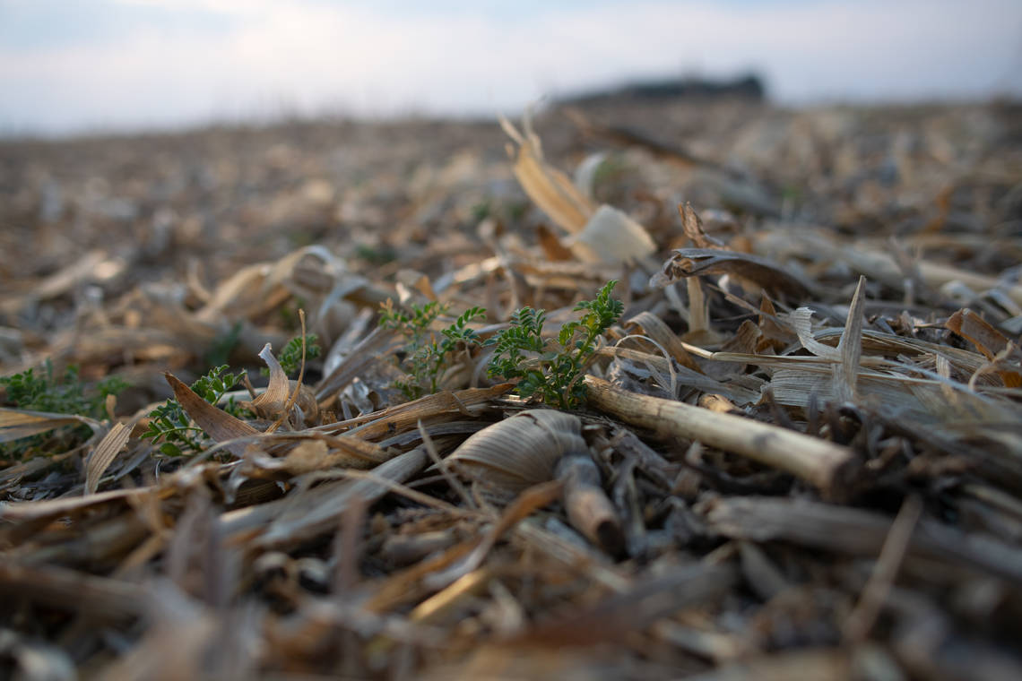 Cono uses regenerative agricultural practices to support soil health.
