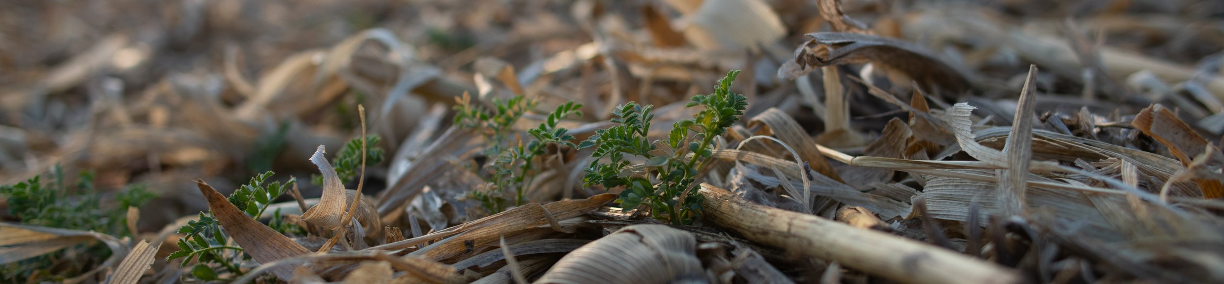 Cono uses regenerative agricultural practices to support soil health.