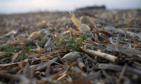 Cono emplea prácticas agrícolas regenerativas para contribuir a la salud del suelo.