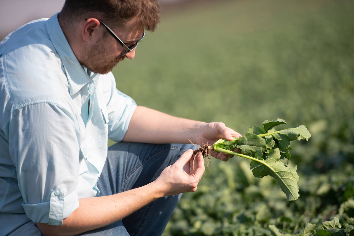 During the seeding and growing process, Cono's crops are carefully monitored through routine inspections.