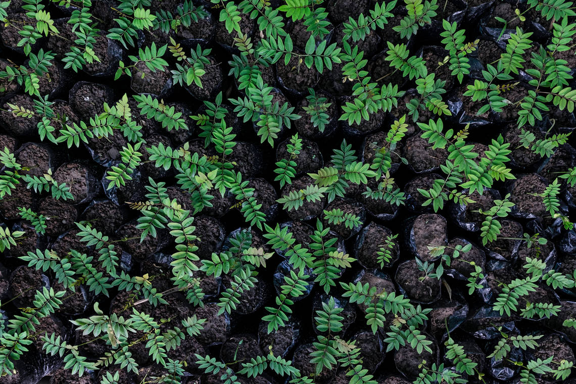 Reforestación en Argentina Cono ha implementado numerosas iniciativas para mejorar la biodiversidad centrándose en la reforestación y en la mejora de los hábitats.