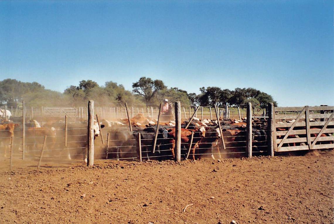 In 1980, Cono started grazing herds of cattle.