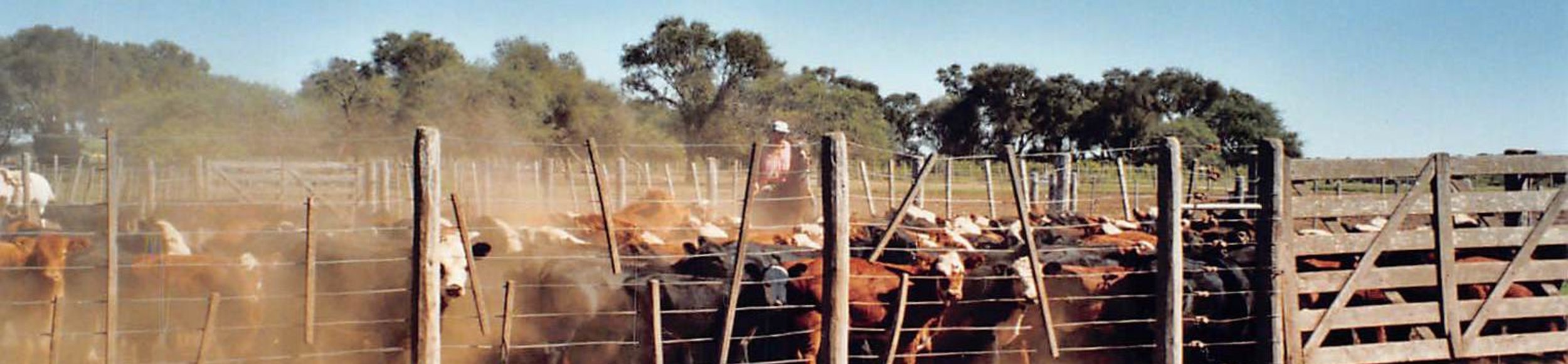En 1980, Cono comienza a pastorear ganado.