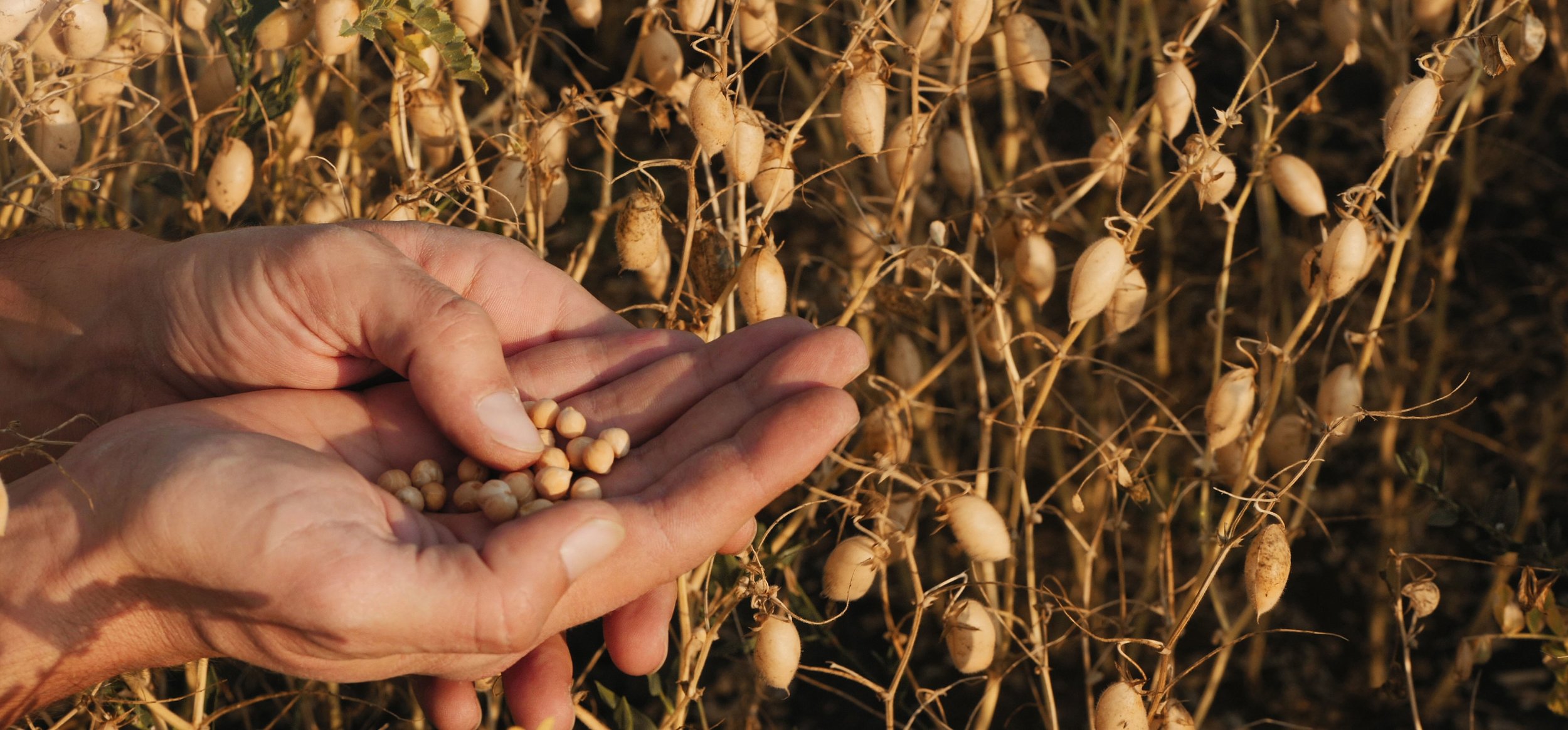 Chickpeas are an important part of Cono’s product range.